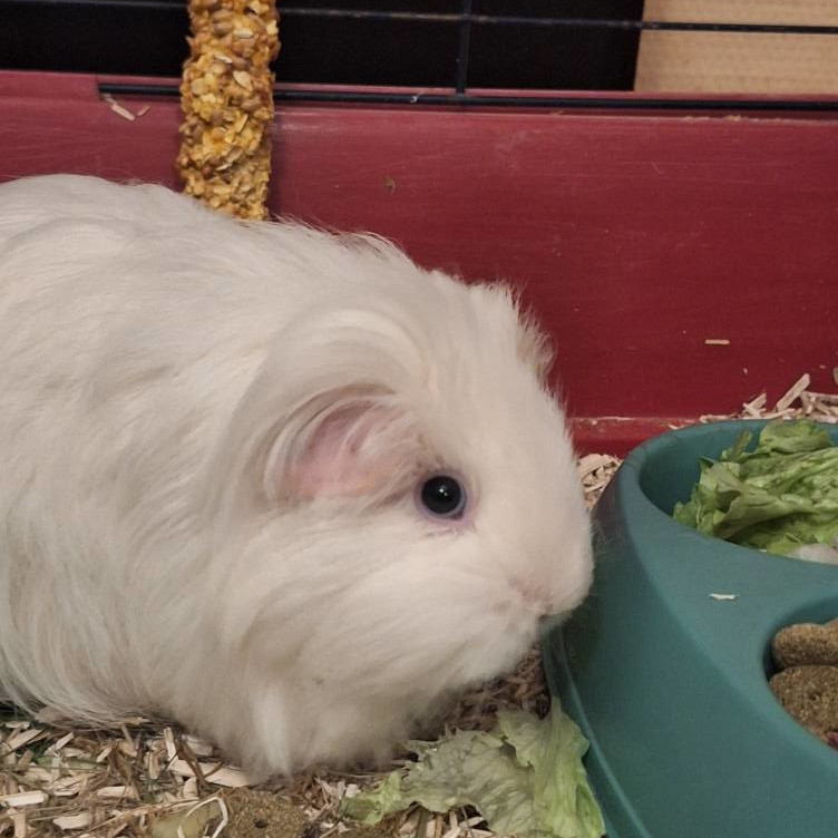 Garde a domicile NACS hamster furet oiseaux Sartrouville Garde a domicile NACS hamster furet oiseaux Sartrouville