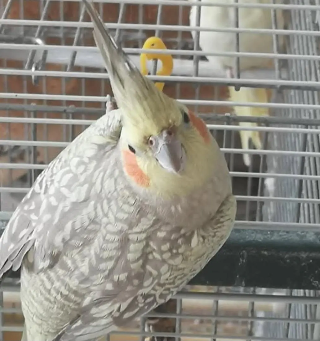 Garde domicile sartrouville oiseau nac chien chat Garde domicile sartrouville oiseau nac chien chat