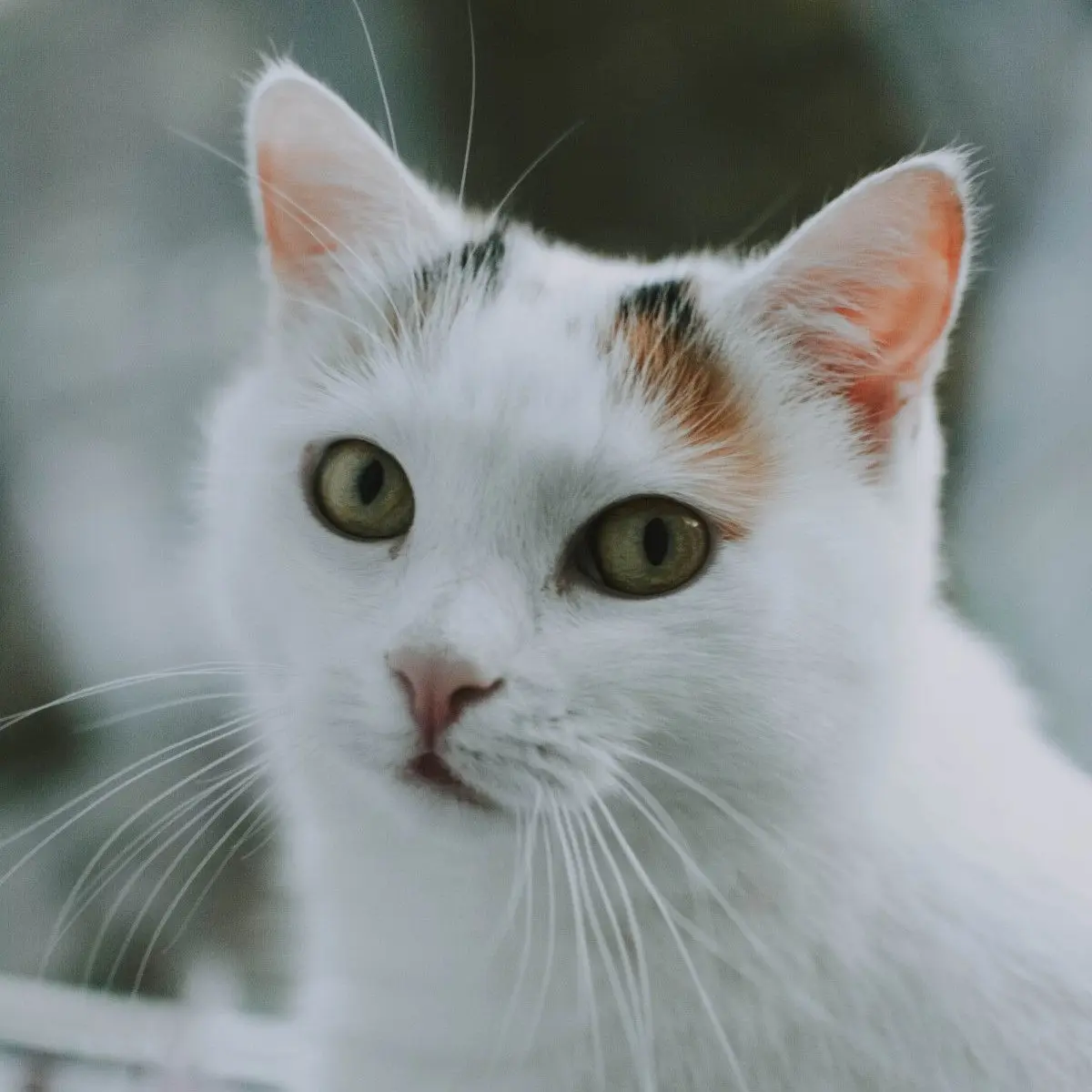 comportementaliste felin sartrouville comportementaliste felin sartrouville