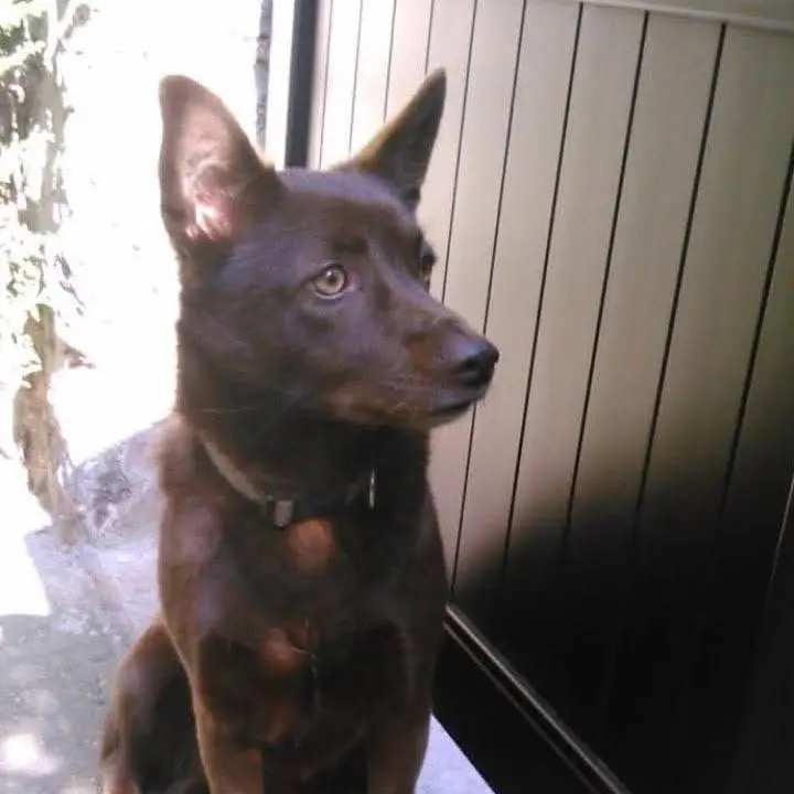 education chien sartrouville education chien sartrouville