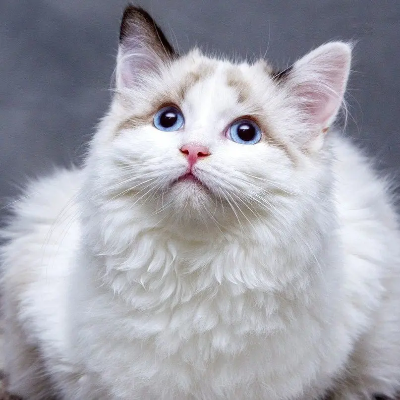 fonctionnement garde animal domicile sartrouville fonctionnement garde animal domicile sartrouville