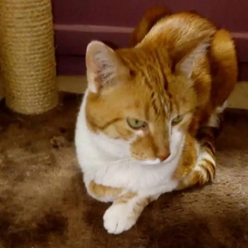 garde animaux domicile sartrouville garde animaux domicile sartrouville