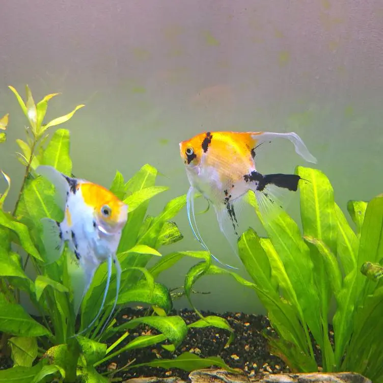 tarif pet sitter sartrouville tarif pet sitter sartrouville