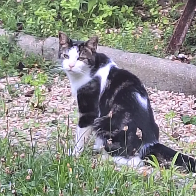 garde animaux domicile sartrouville garde animaux domicile sartrouville