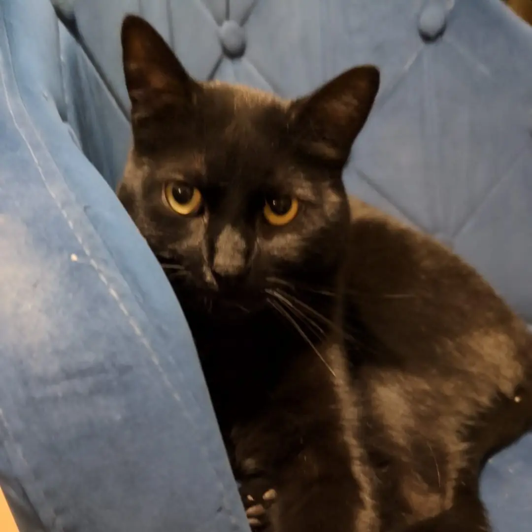 Garde domicile Sartrouville chat Garde domicile Sartrouville chat