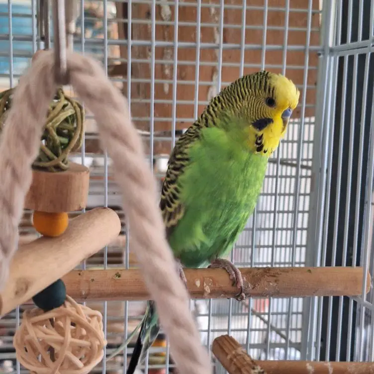 pet sitter sartrouville oiseau pet sitter sartrouville oiseau