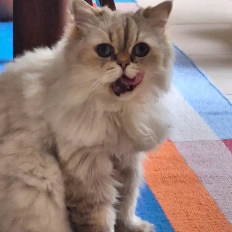 probleme comportement chat sartrouville probleme comportement chat sartrouville